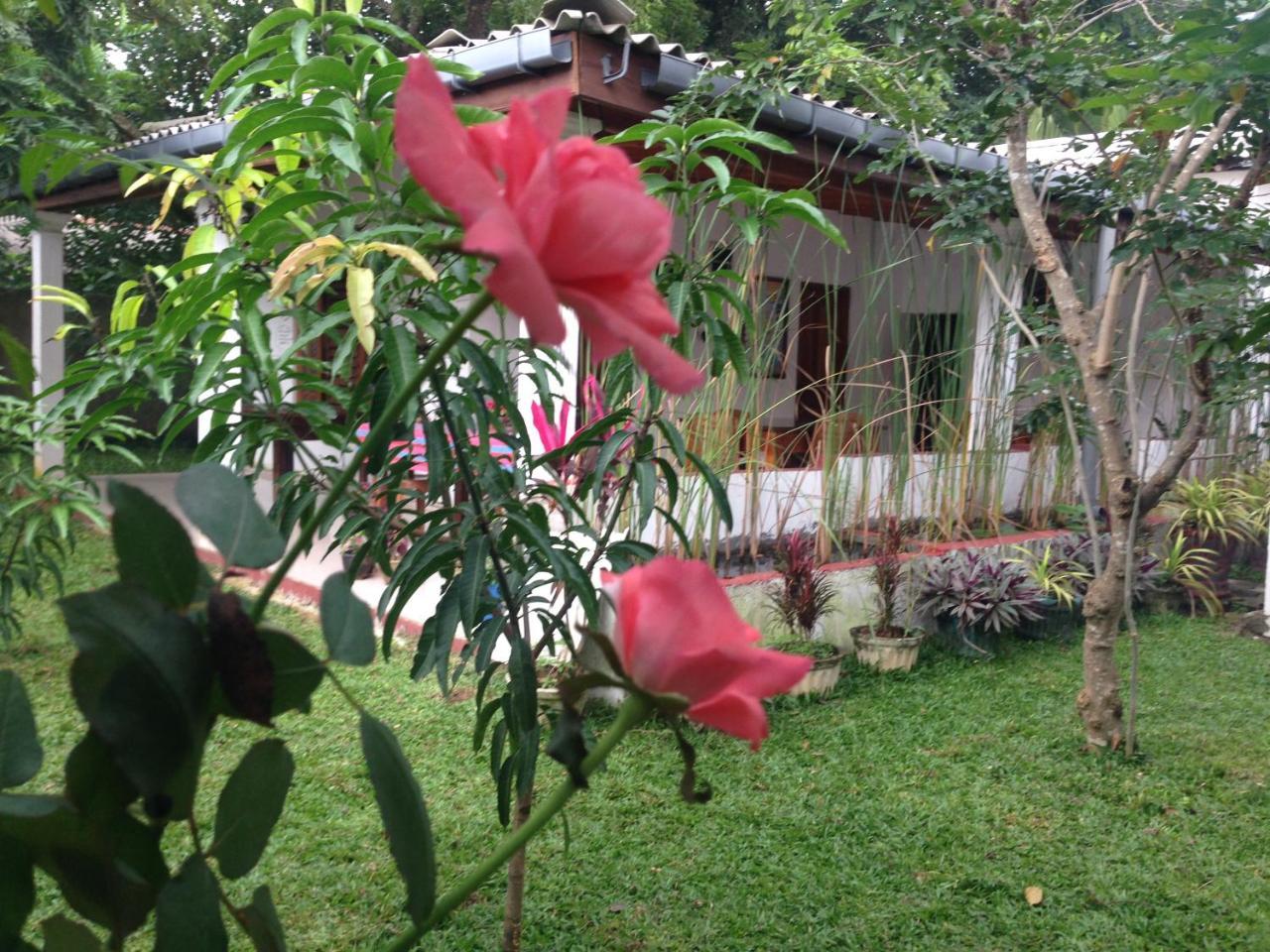 Disna Homestay Habarana Extérieur photo